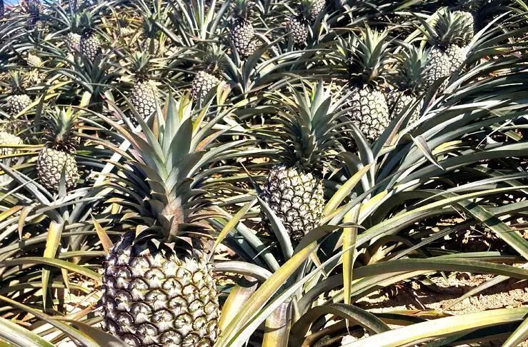 贵妃枣栽培种植技术_栽培枣贵妃种植技术与管理_栽培枣贵妃种植技术视频