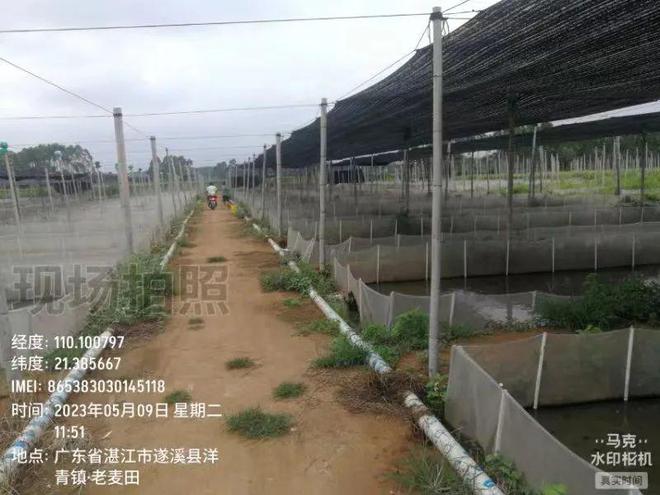 养殖蛙技术_蛙养殖技术和方法_蛙养殖技术背景
