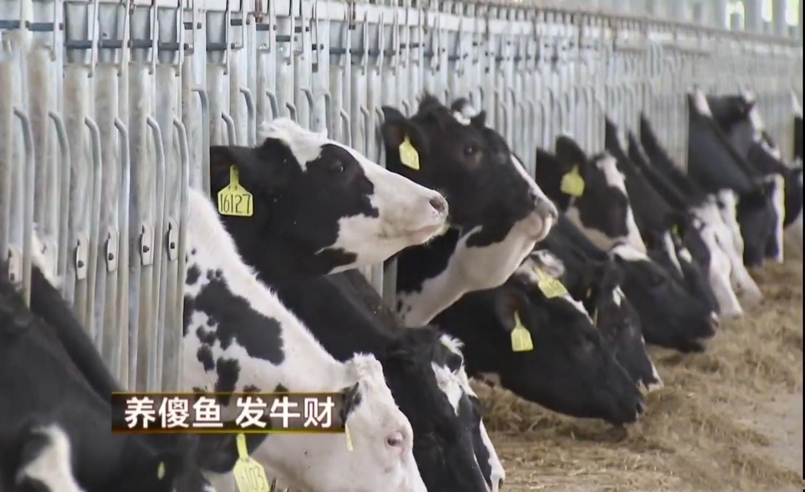 致富经养鱼_致富经养鱼十年_致富十年养鱼的说说