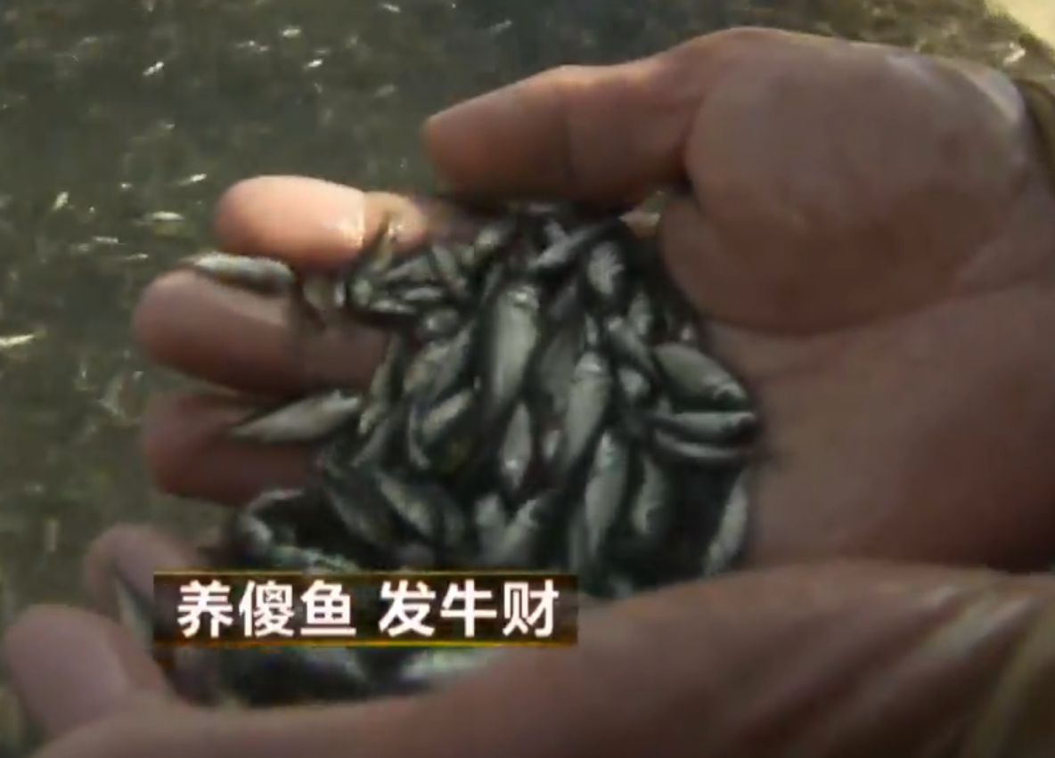 致富经养鱼十年_致富经养鱼_致富十年养鱼的说说