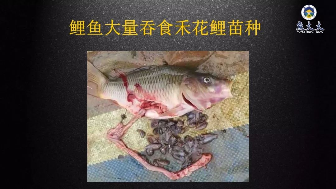 致富经鲤鱼_致富经有东江养鲤场吗_致富鲤养东江有什么鱼