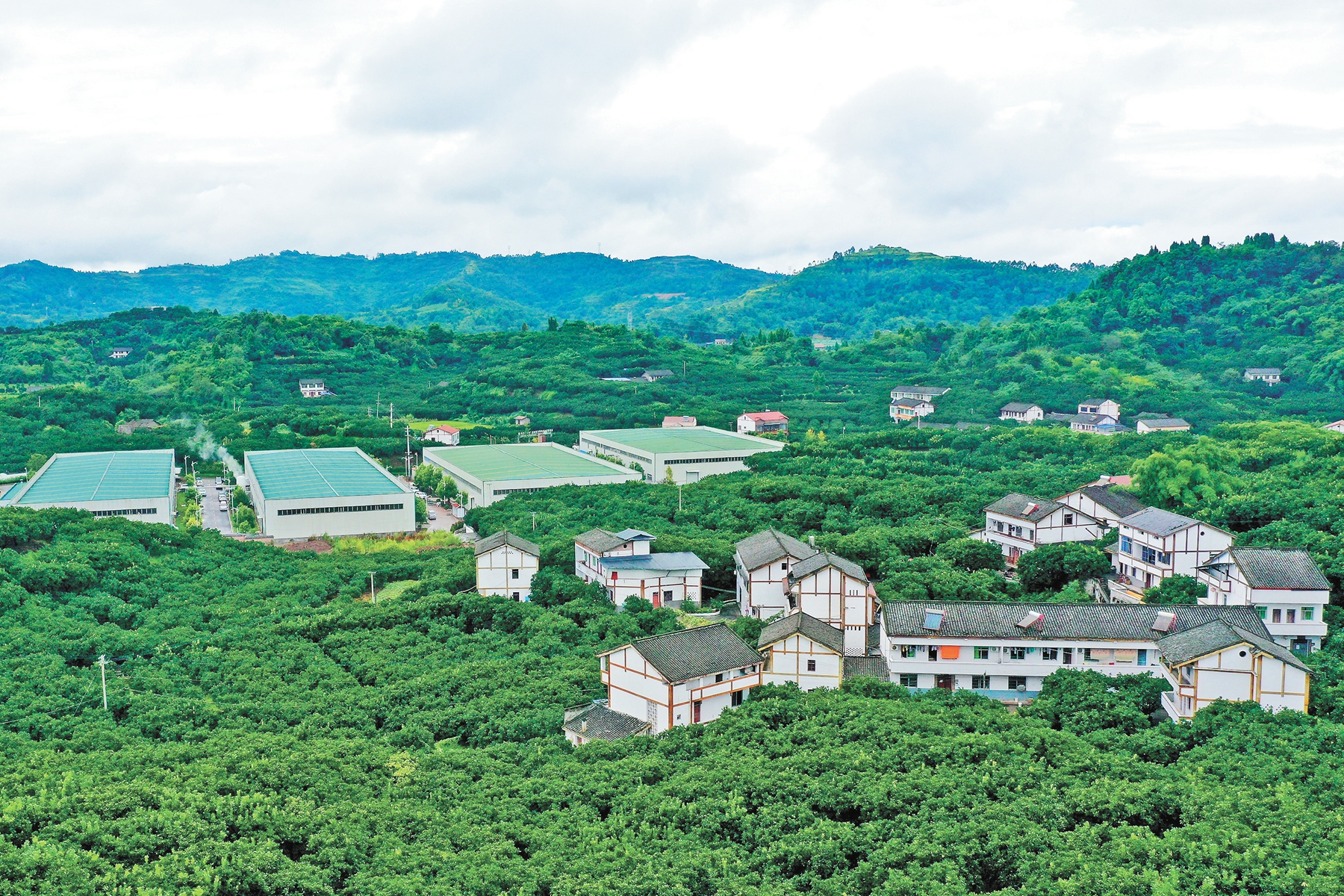 广安区龙安柚现代农业园区：小柚子种出大产业