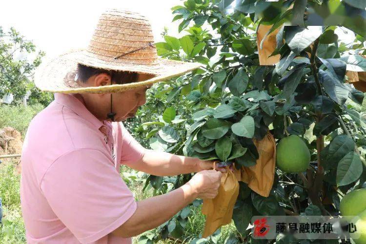 致富柚子种植视频大全_视频致富柚子种植大全下载_视频致富柚子种植大全图片