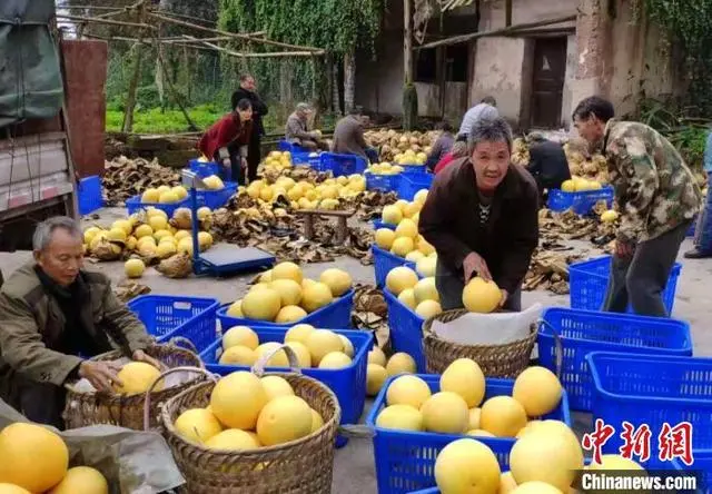 视频致富柚子种植大全图片_致富柚子种植视频大全_柚子的种植技术视频