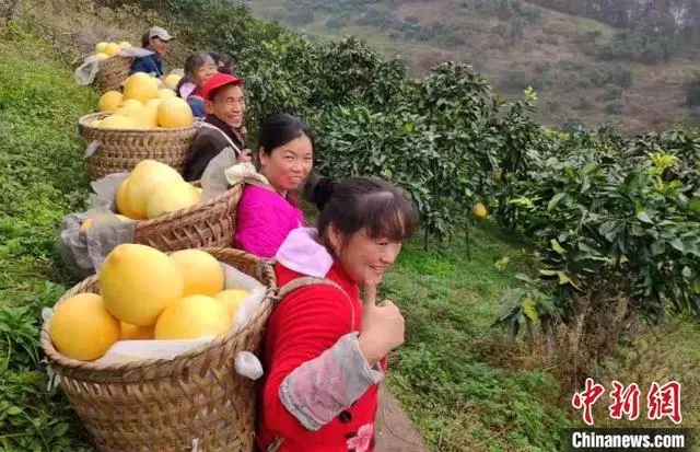 柚子的种植技术视频_致富柚子种植视频大全_视频致富柚子种植大全图片
