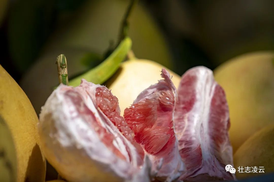 种柚子的视频_视频致富柚子种植大全下载_致富柚子种植视频大全