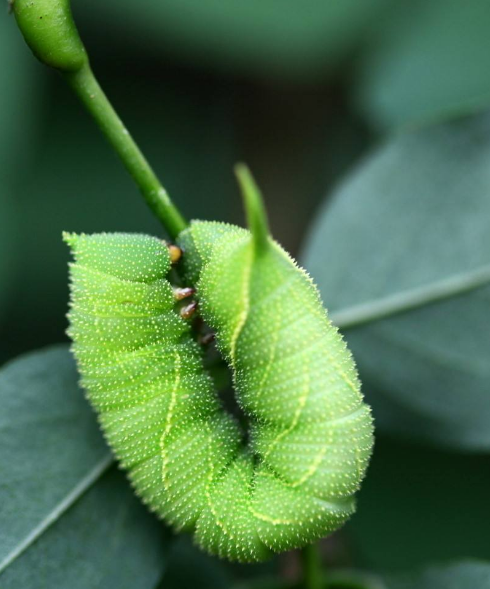 屋内养殖虫子致富_致富经昆虫养殖_农村养殖虫子