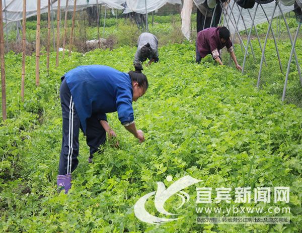 头上长角的蛇