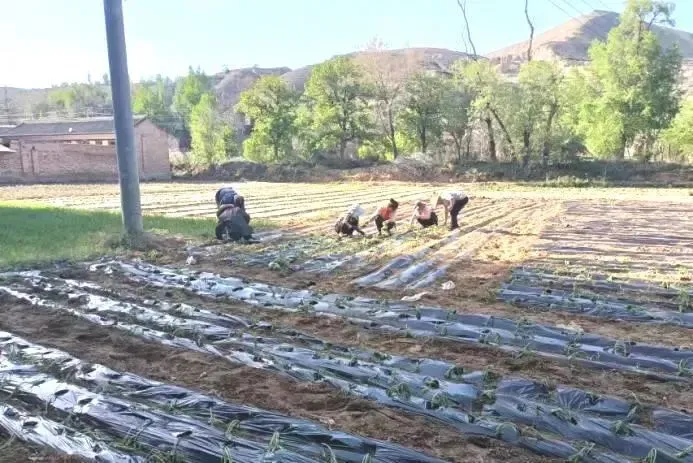 中药材种植致富_种植鲜花致富新闻_雷竹笋种植致富案例