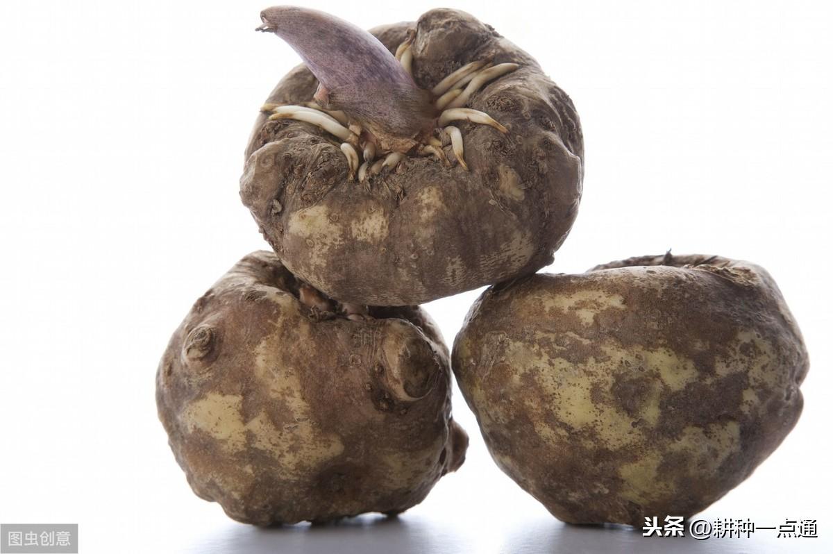 种植蘑芋能致富吗_种植蘑芋前景如何_致富经蘑芋种植