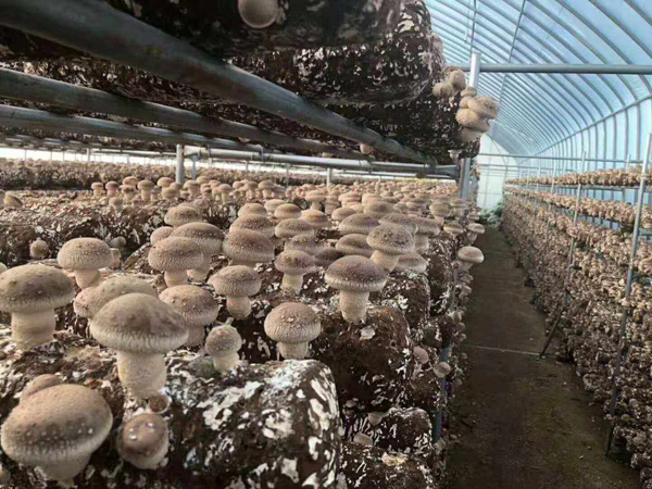 香菇怎么种植？香菇栽培技术