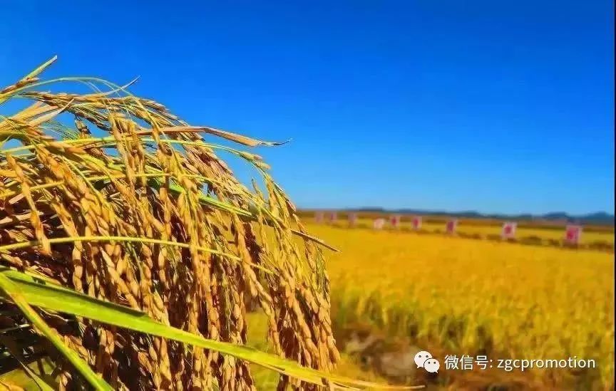 村庄借鉴优质规划经验做法_借鉴优质村庄规划经验_优秀村庄规划案例