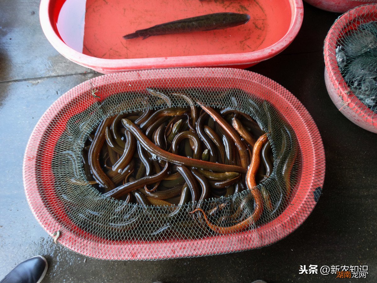 人工养殖黄鳝怎么繁殖的最新技术及方法 黄鳝养殖技术