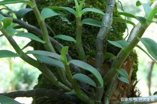 基质袋种植技术视频_草莓种植基质肥_袋式基质栽培