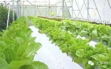 香菜栽培方法_香菜栽培种植技术_栽培香菜种植技术视频