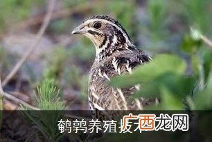 蚯蚓养殖技术 养殖技术大全视频