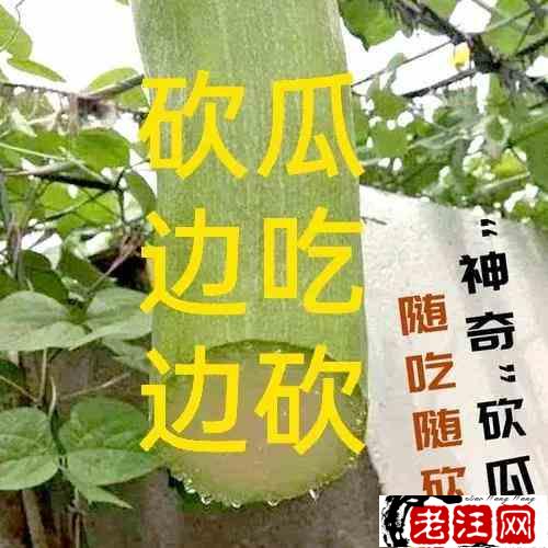 分享六个利润高的种植业，投资小、利润高，种植好选择！