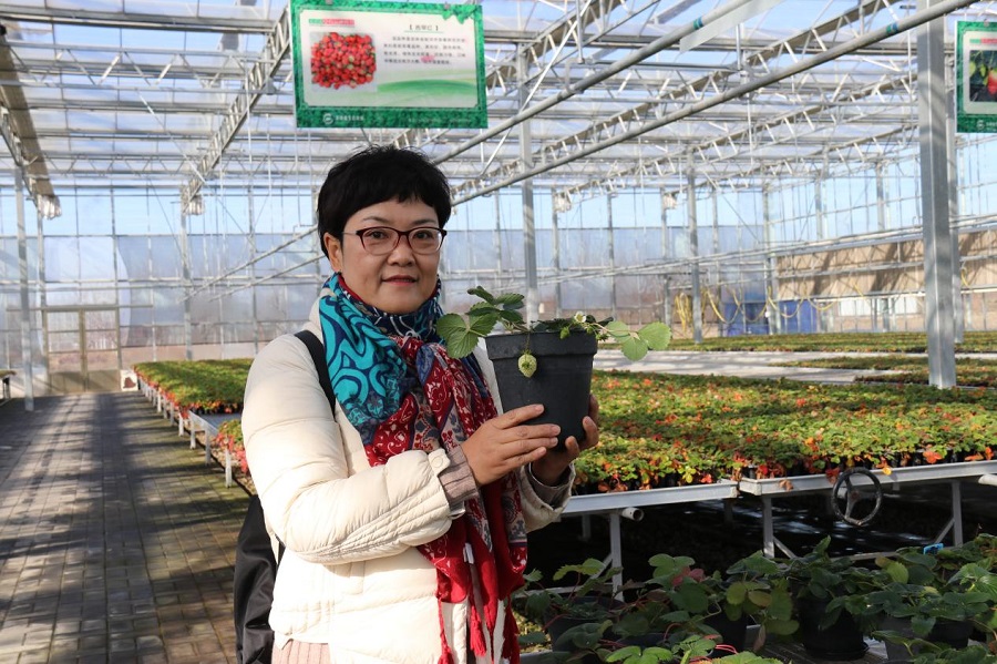 草莓种植致富方法_致富种植草莓方法图片_致富种植草莓方法视频