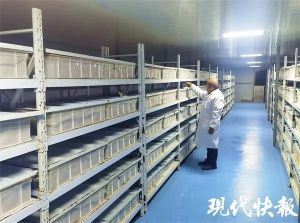 养殖豆青虫一年能赚多少钱_致富豆虫养殖青菜怎么样_致富经豆青虫养殖