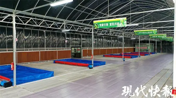 养殖豆青虫一年能赚多少钱_致富经豆青虫养殖_致富豆虫养殖青菜怎么样