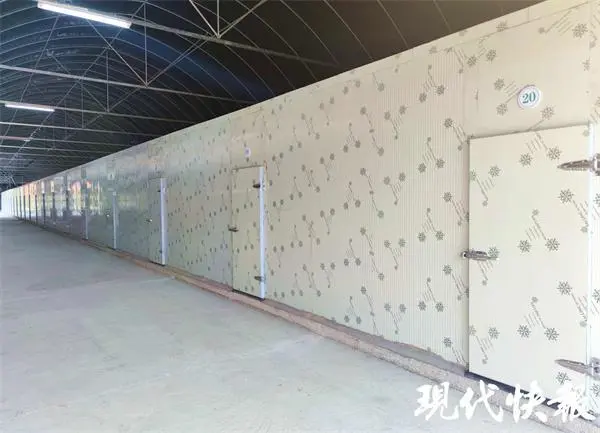 致富经豆青虫养殖_养殖豆青虫一年能赚多少钱_致富豆虫养殖青菜怎么样