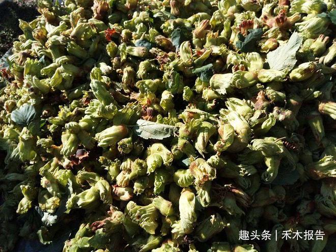 种植榛子的销路怎么样_榛子种植前景堪忧_荒山种植榛子致富