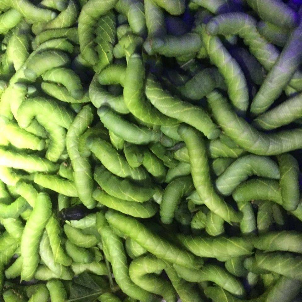 致富豆虫养殖青菜怎么样_致富经豆青虫养殖_致富经养豆虫养殖视频