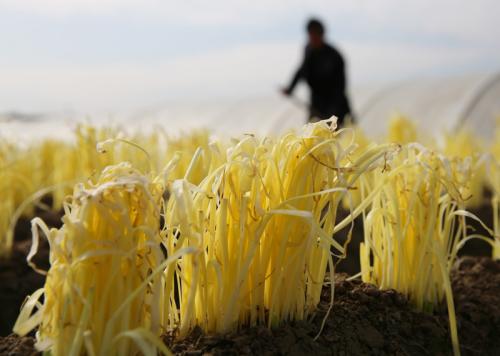 韭黄种植法_韭黄种植技术视频教程_南方韭黄怎么种植技术视频