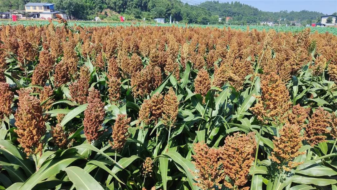 高粱高产种植技术视频_高粱种植致富_高粱种植前景怎么样