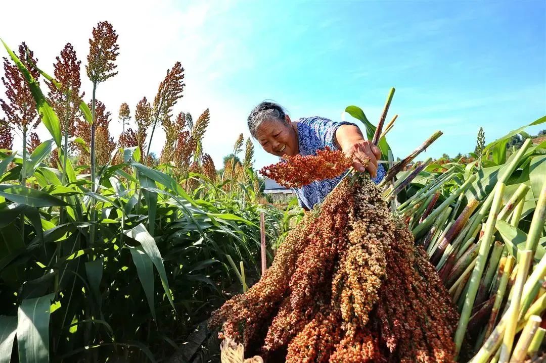 高粱种植致富_高粱种植前景怎么样_高粱高产种植技术视频