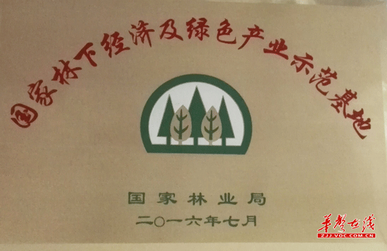 慈利县：巧念林下“致富经” 青山变为“聚宝盆”  华声在线张家界频道