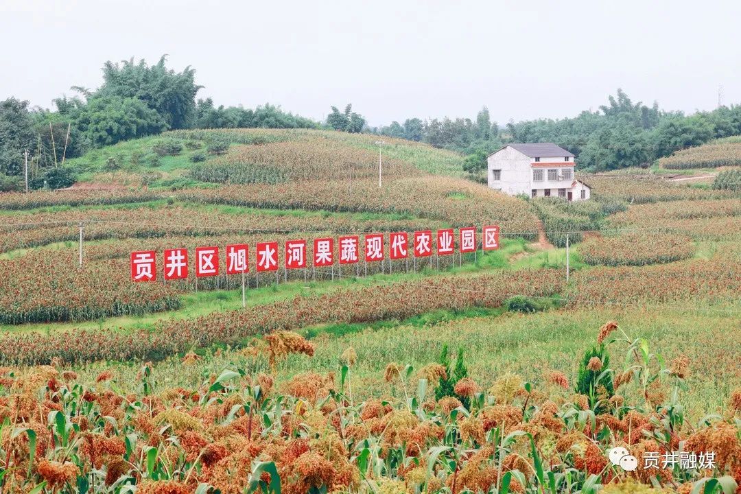 致富高粱种植技术视频_高粱种植致富_致富高粱种植视频