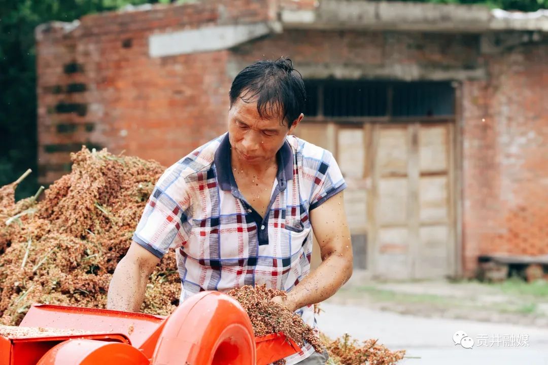 致富高粱种植技术视频_致富高粱种植视频_高粱种植致富