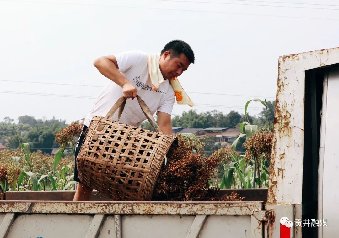 致富高粱种植技术视频_致富高粱种植视频_高粱种植致富