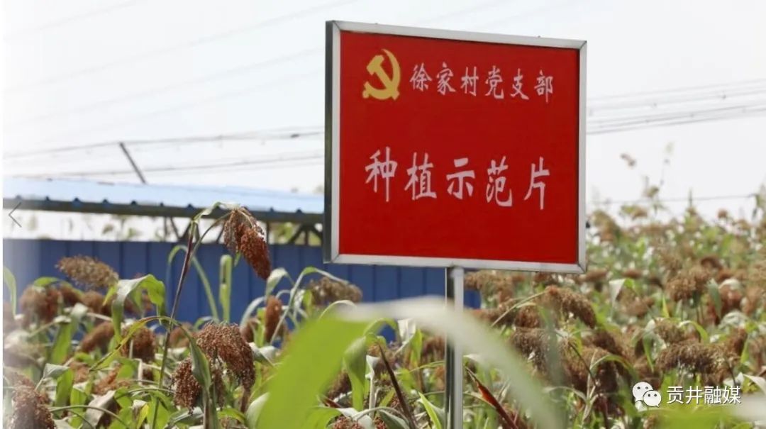致富高粱种植技术视频_致富高粱种植视频_高粱种植致富