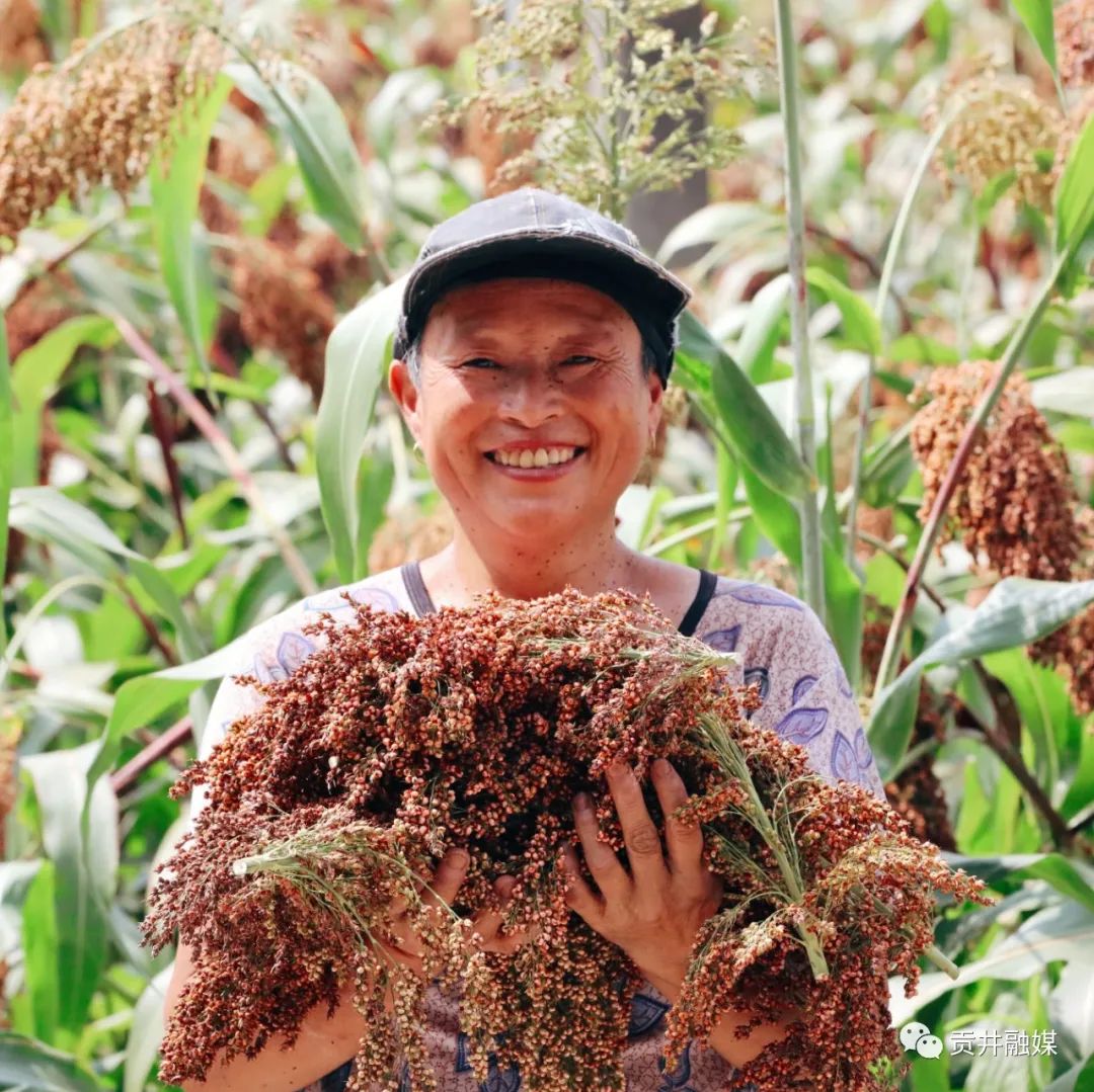 高粱种植致富_致富高粱种植技术视频_致富高粱种植视频