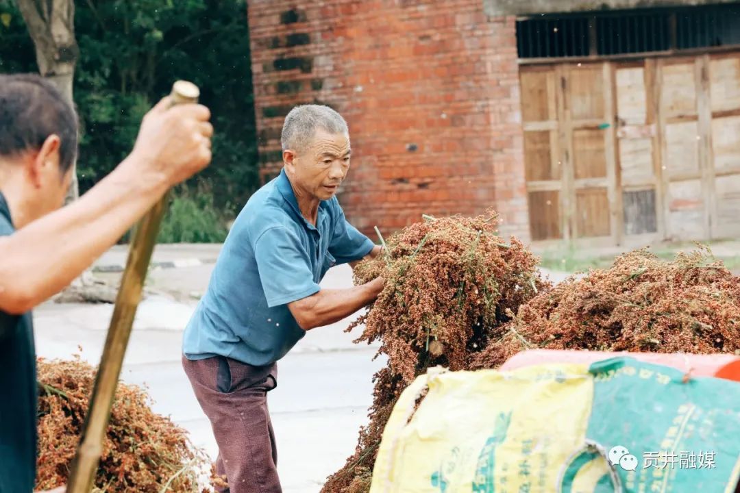 高粱种植致富_致富高粱种植视频_致富高粱种植技术视频