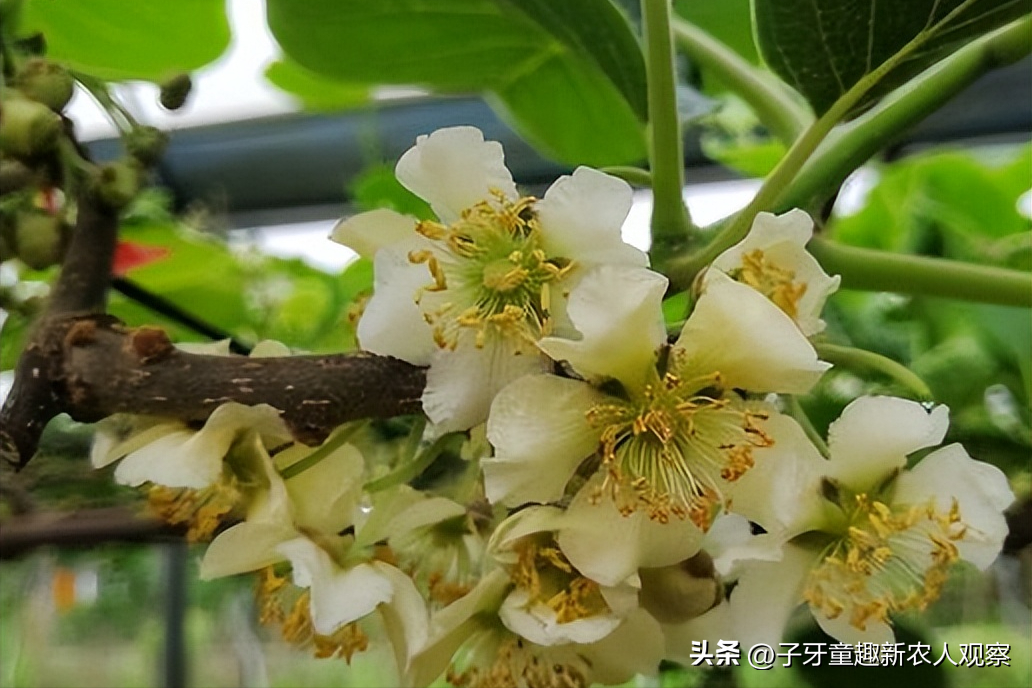 致富种植猕猴桃视频_种植猕猴桃致富_致富种植猕猴桃怎么样