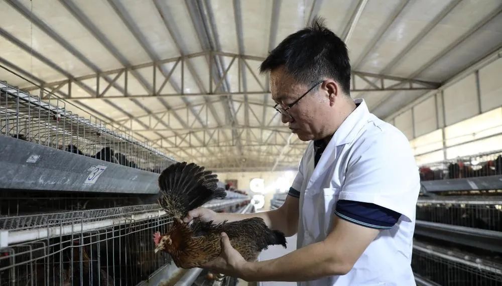 养猪致富案例_致富养猪场_养殖临高猪致富