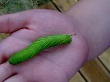致富豆虫养殖青菜怎么样_致富经豆青虫养殖_豆青虫养殖技术视频