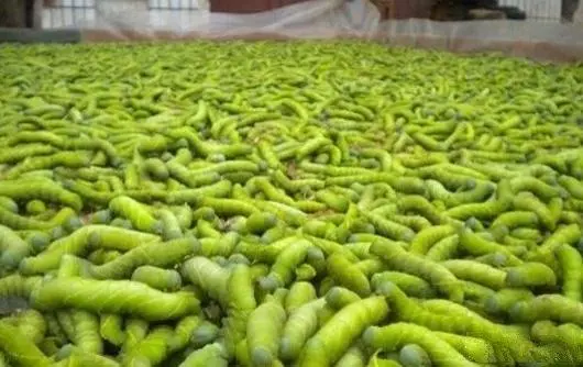 豆青虫养殖技术视频_致富豆虫养殖青菜怎么样_致富经豆青虫养殖