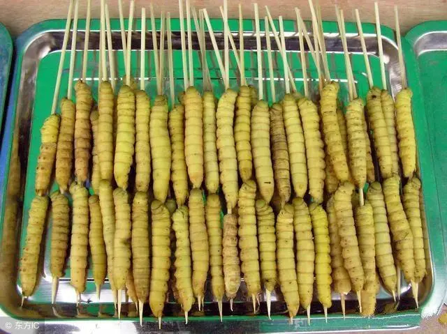 致富经豆青虫养殖_豆青虫养殖技术视频_致富豆虫养殖青菜怎么样