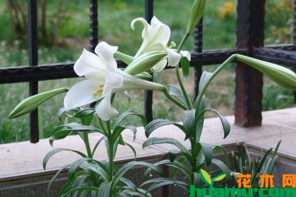 百合花的种植技术
