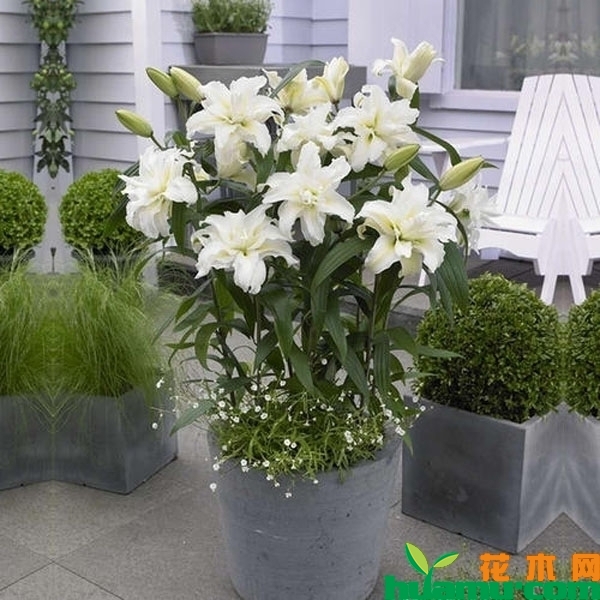 百合花的种植技术
