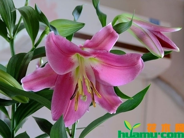 百合花的种植技术