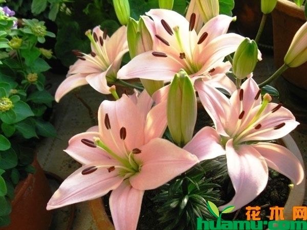 百合花的种植技术