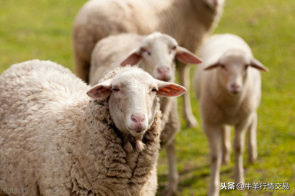 多胎肉羊的养殖技术(如何提高母羊产双羔率)