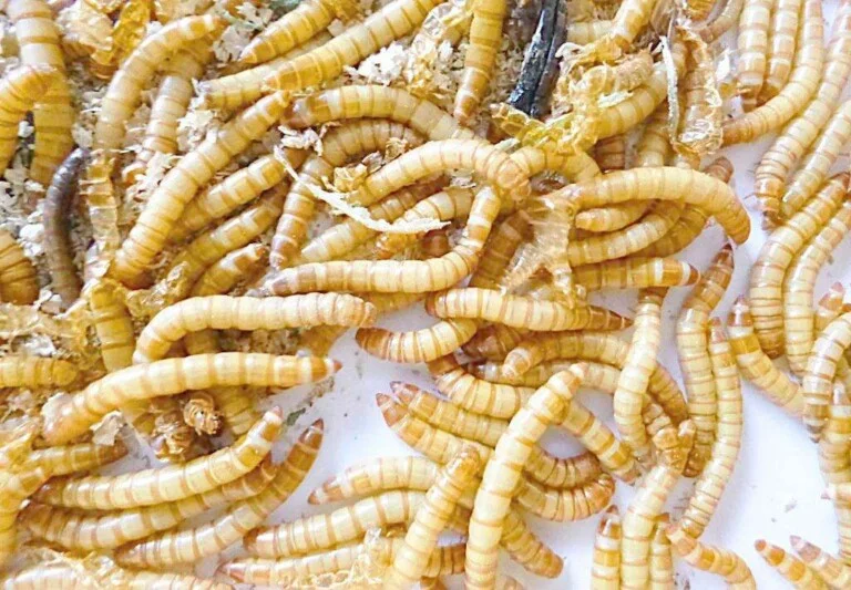 黄粉虫在家怎么养？黄粉虫的喂养与管理方法
