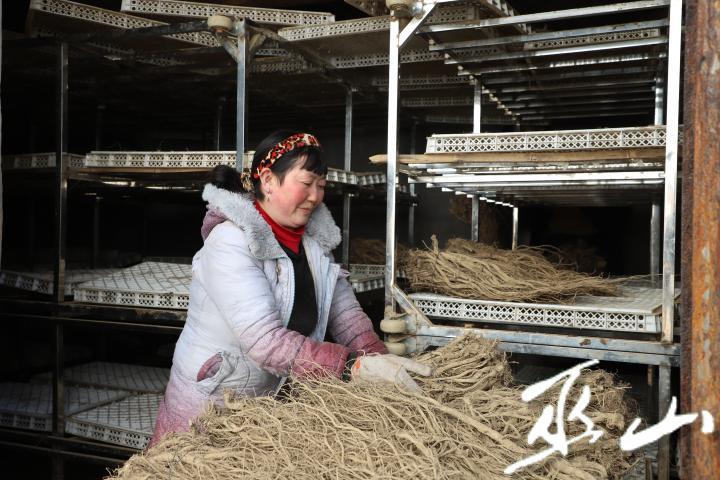 致富中药种植方向是什么_中药种植致富方向_种植中药材赚钱吗