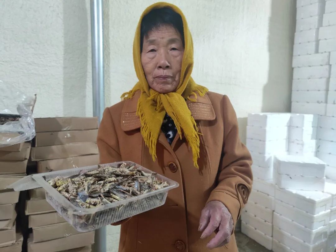 蚂蚱养殖技术农广天地视频_蚂蚱养殖是大骗局视频_致富经养殖蝗虫蚂蚱视频